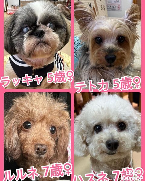 🐾今日の里親様募集中ワンコ🐶メンバーです🐾2023,7,2【保護犬カフェ天神橋店】